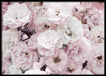 Poster - Wild Roses