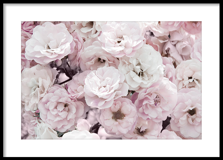 Poster - Wild Roses