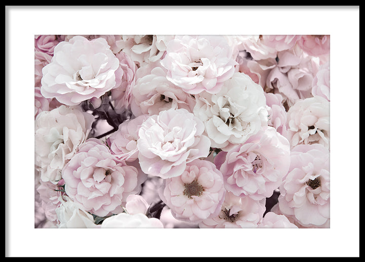Poster - Wild Roses