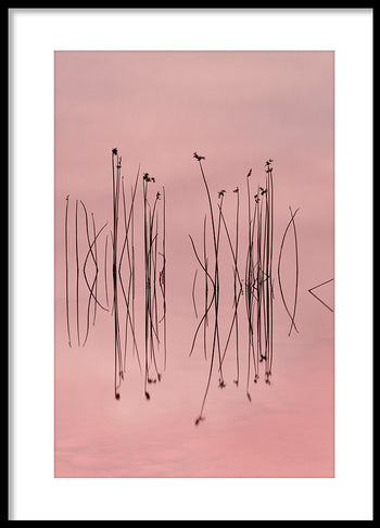 Poster - Pink Silence