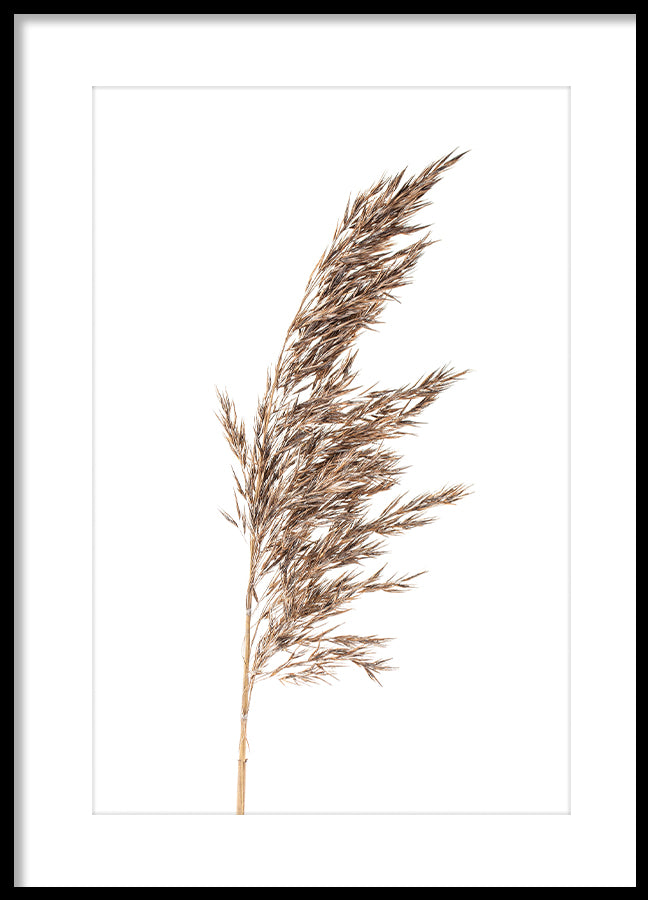 Poster - Grass panicles