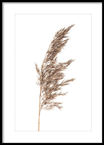 Poster - Grass panicles