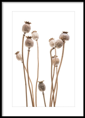 Poster - Poppy capsules
