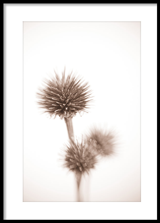 Poster - Seed Pods