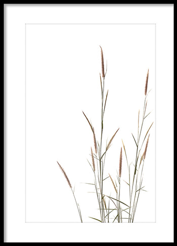 Poster - Erba
