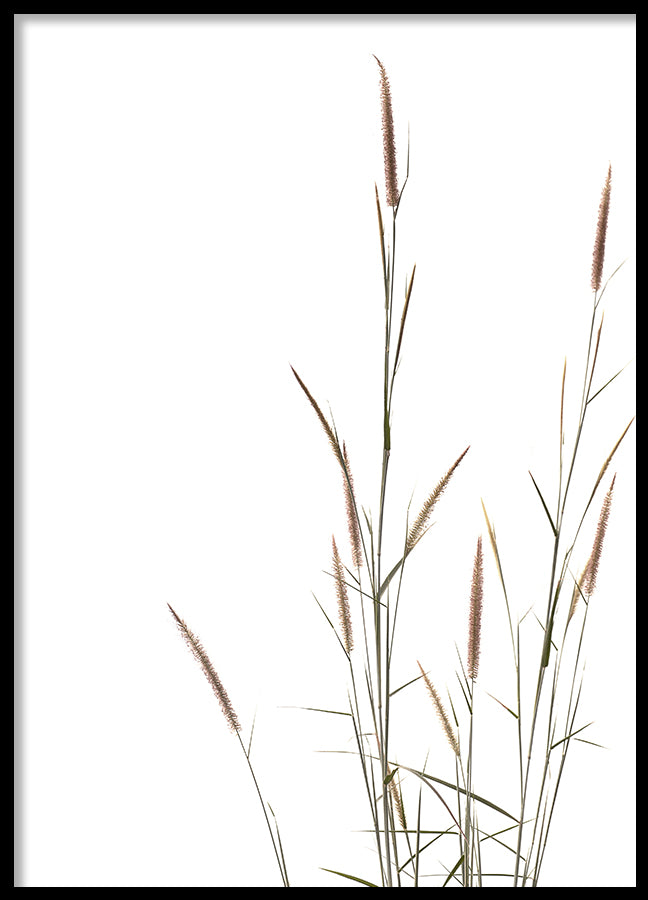 Poster - Erba