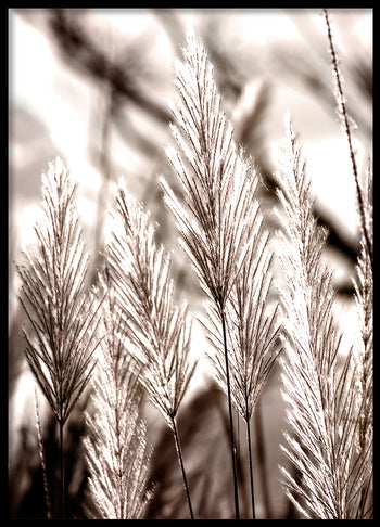 Poster - White grass flower