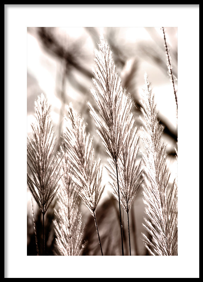 Poster - White grass flower