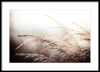 Poster - Beach grass