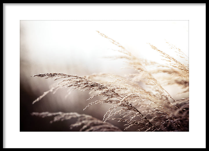 Poster - Beach grass