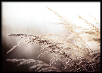 Poster - Beach grass