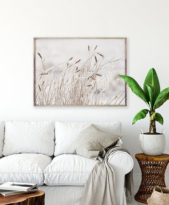 Poster -  Dry grass covered with ice