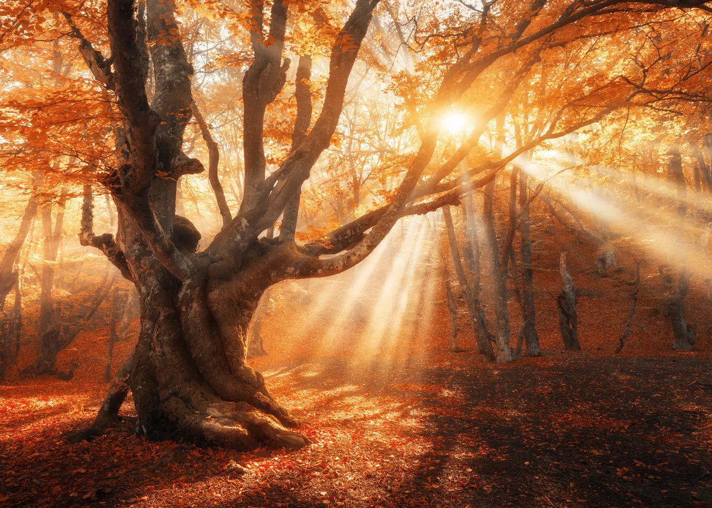 Canvastavla - Sunlit Grove