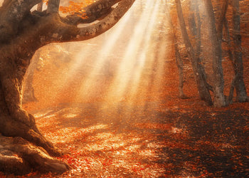 Canvastavla - Sunlit Grove