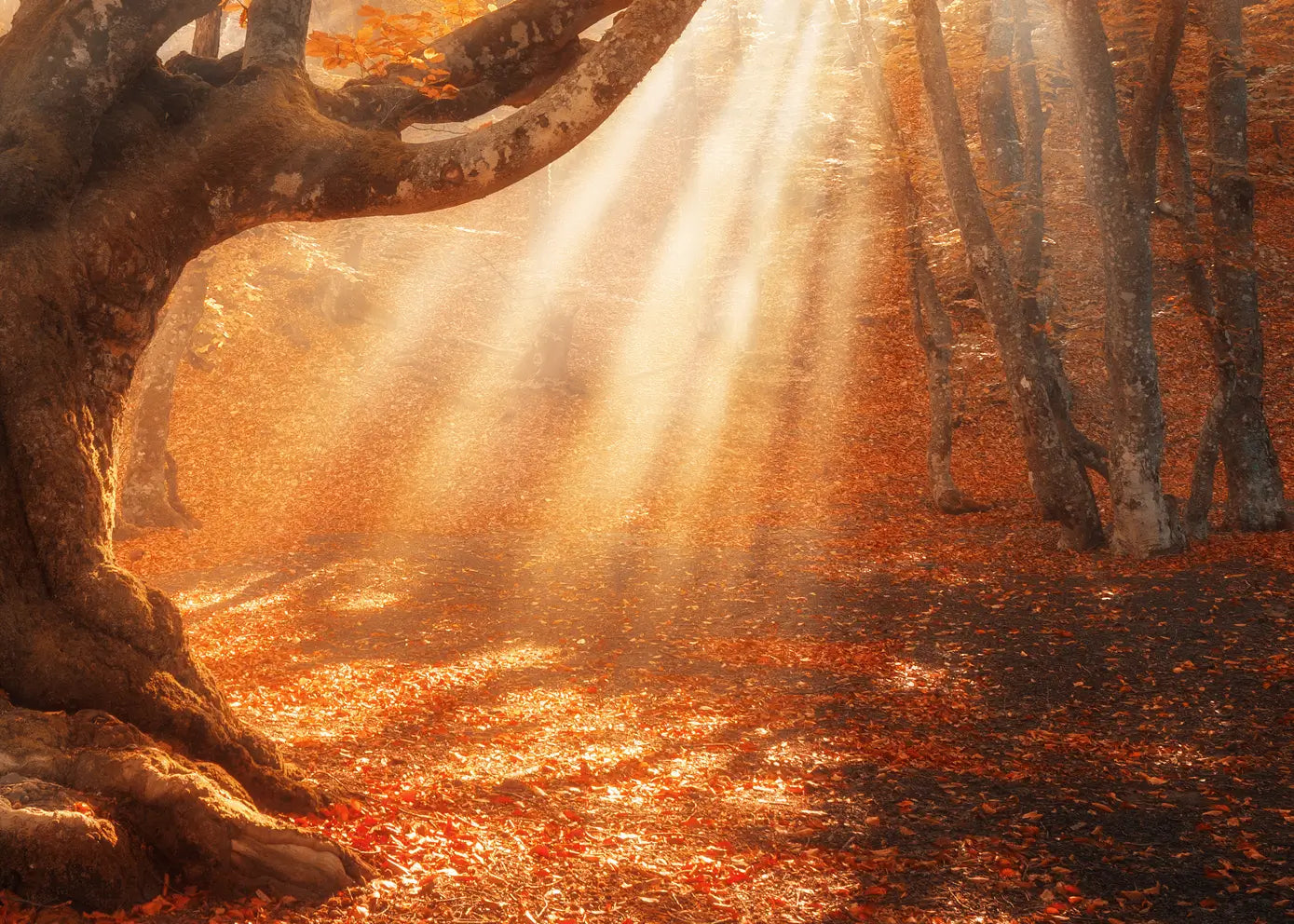 Canvastavla - Sunlit Grove
