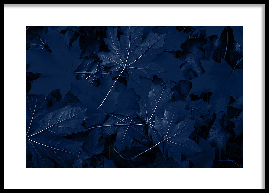 Poster - Blue Maple