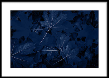 Poster - Blue Maple