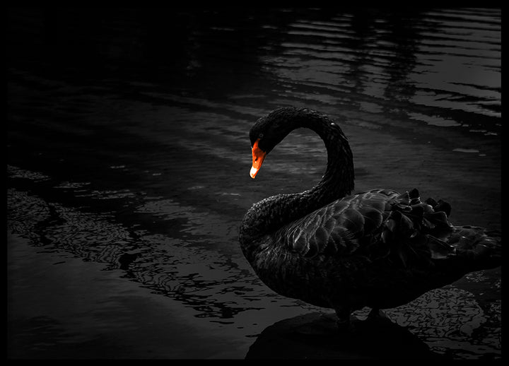 Poster - Black Swan