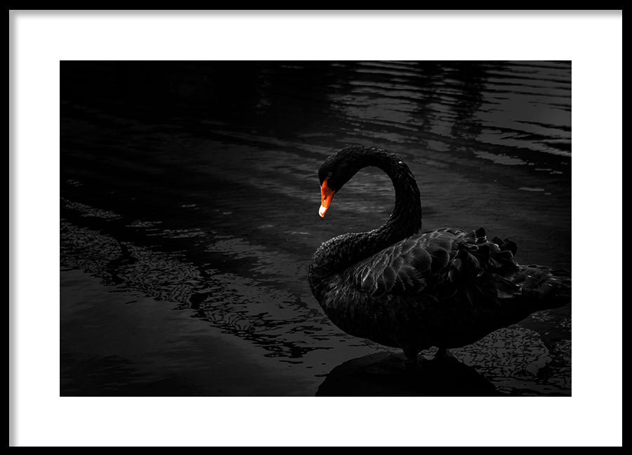 Poster - Black Swan