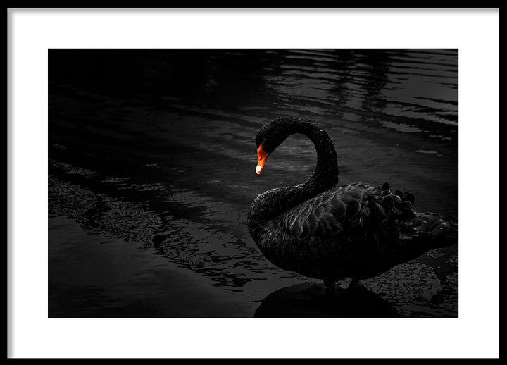Poster - Black Swan