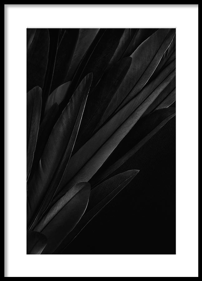 Poster - Quills
