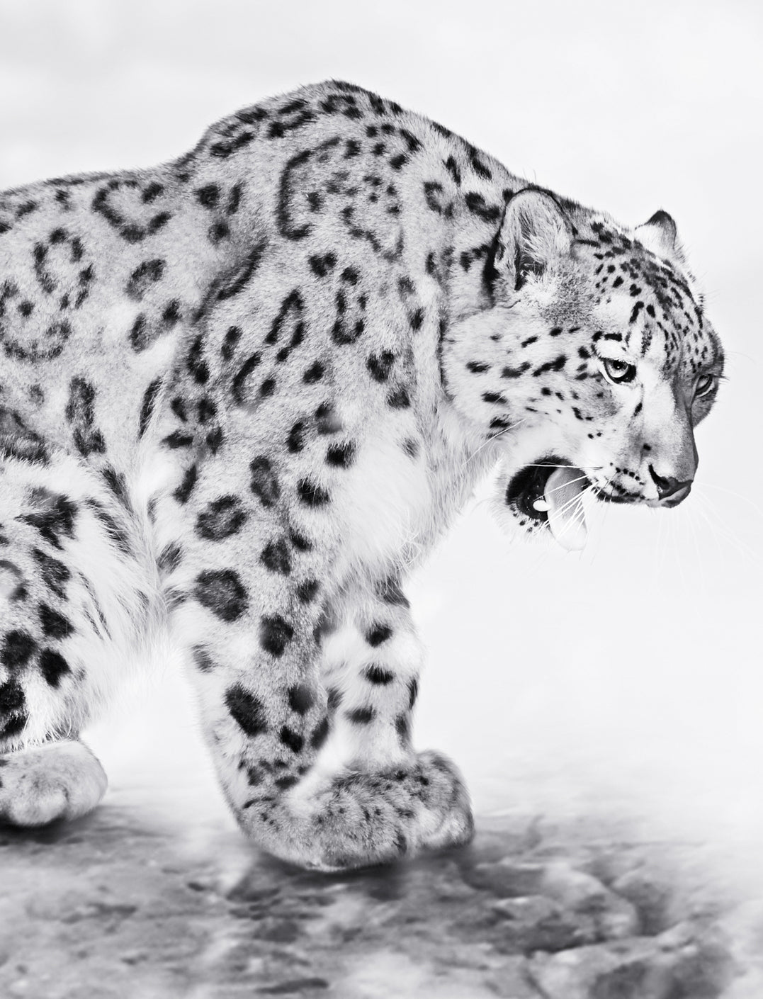 Canvastavla - Predator
