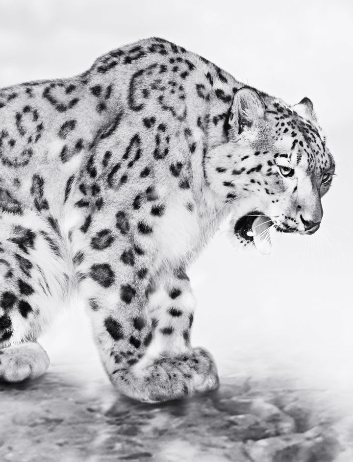 Canvastavla - Predator