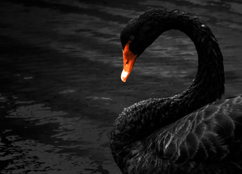 Canvastavla - Black Swan