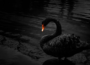 Canvastavla - Black Swan