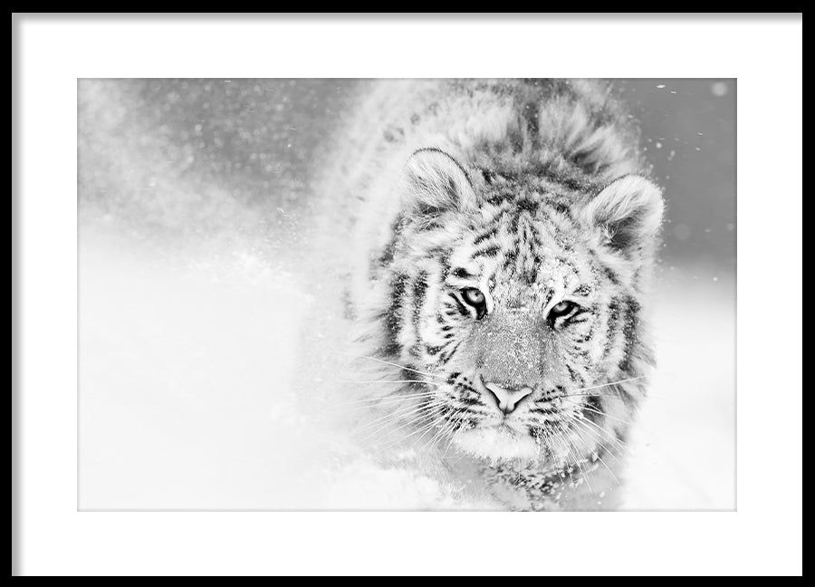 Poster - Snow