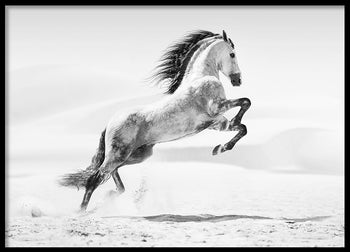 Poster - Galopp