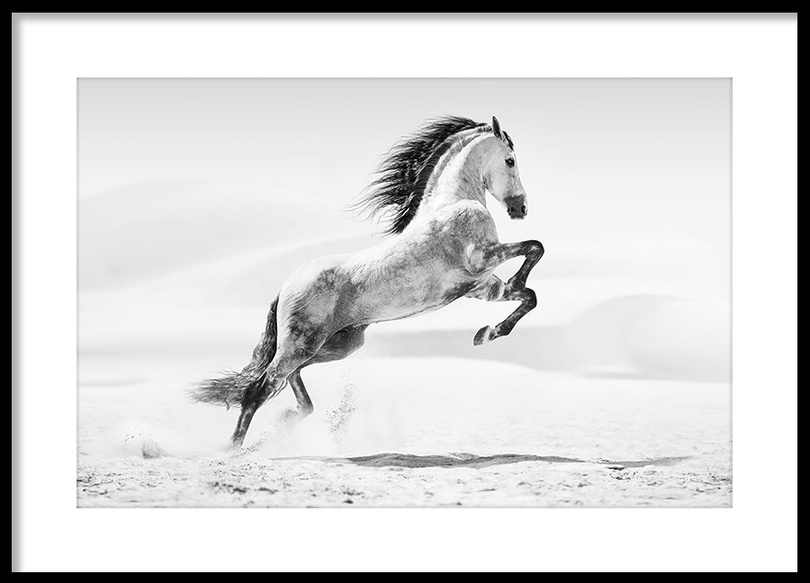 Poster - Galopp