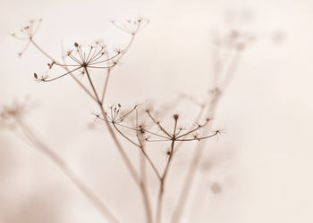 Canvastavla - Dry wildflower