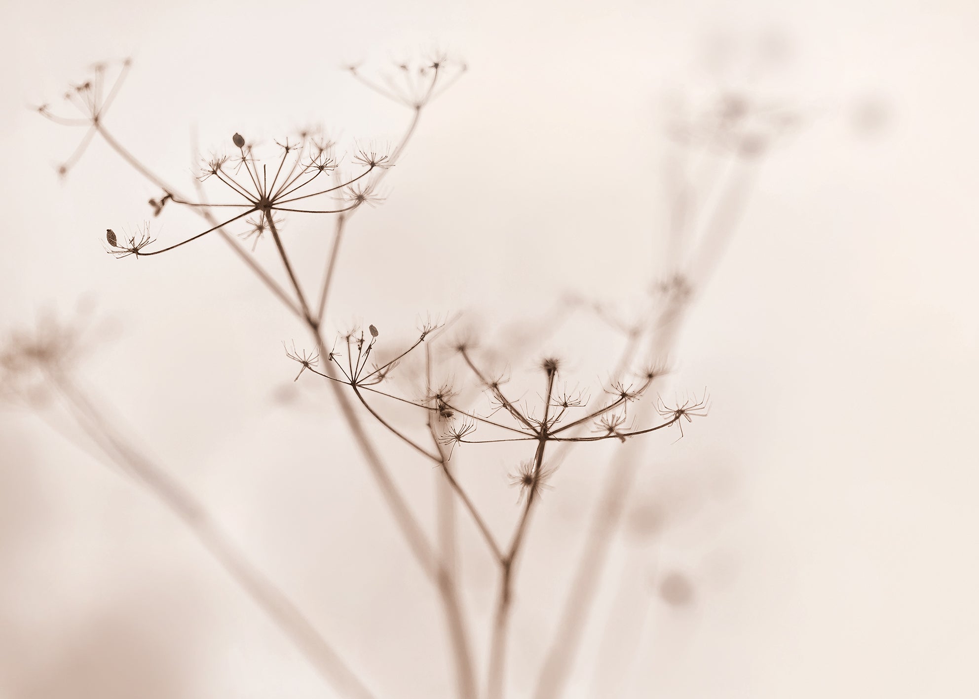 Canvastavla - Dry wildflower