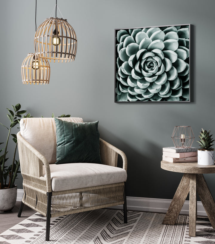 Poster - Pereskia