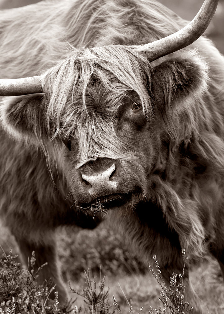 Canvastavla - Buffalo in Natural Splendor