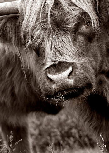 Canvastavla - Buffalo in Natural Splendor