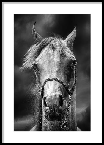 Poster - Texas Shadows