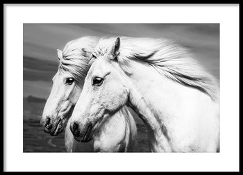 Poster - Cremello