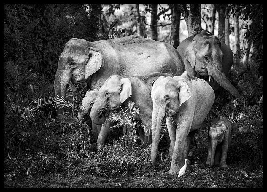Poster - Family