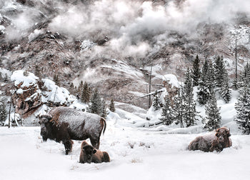 Tavla - Winter is Coming
