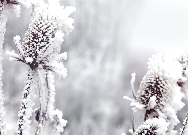 Tavla - Blossom in The Snow