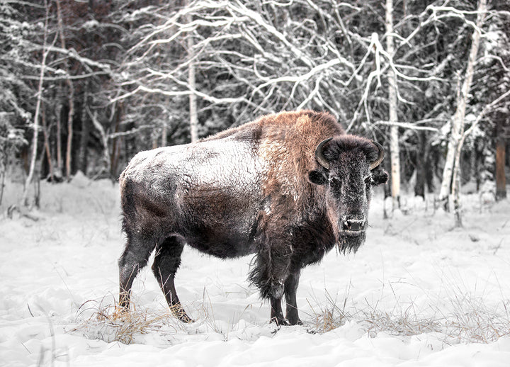 Tavla - Bison