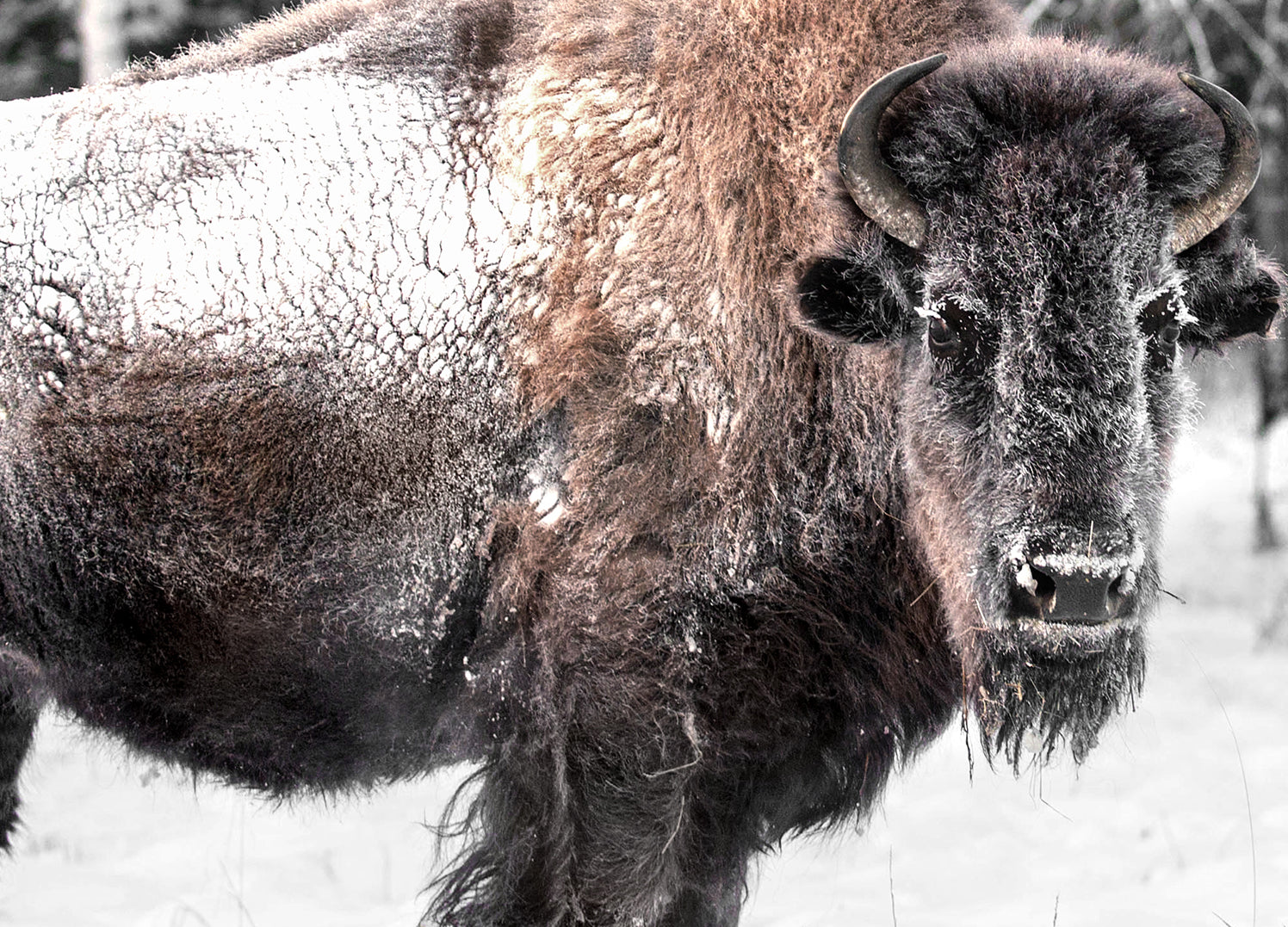 Tavla - Bison