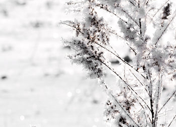 Tavla - Snow Garden