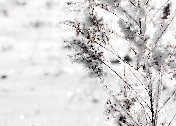Tavla - Snow Garden