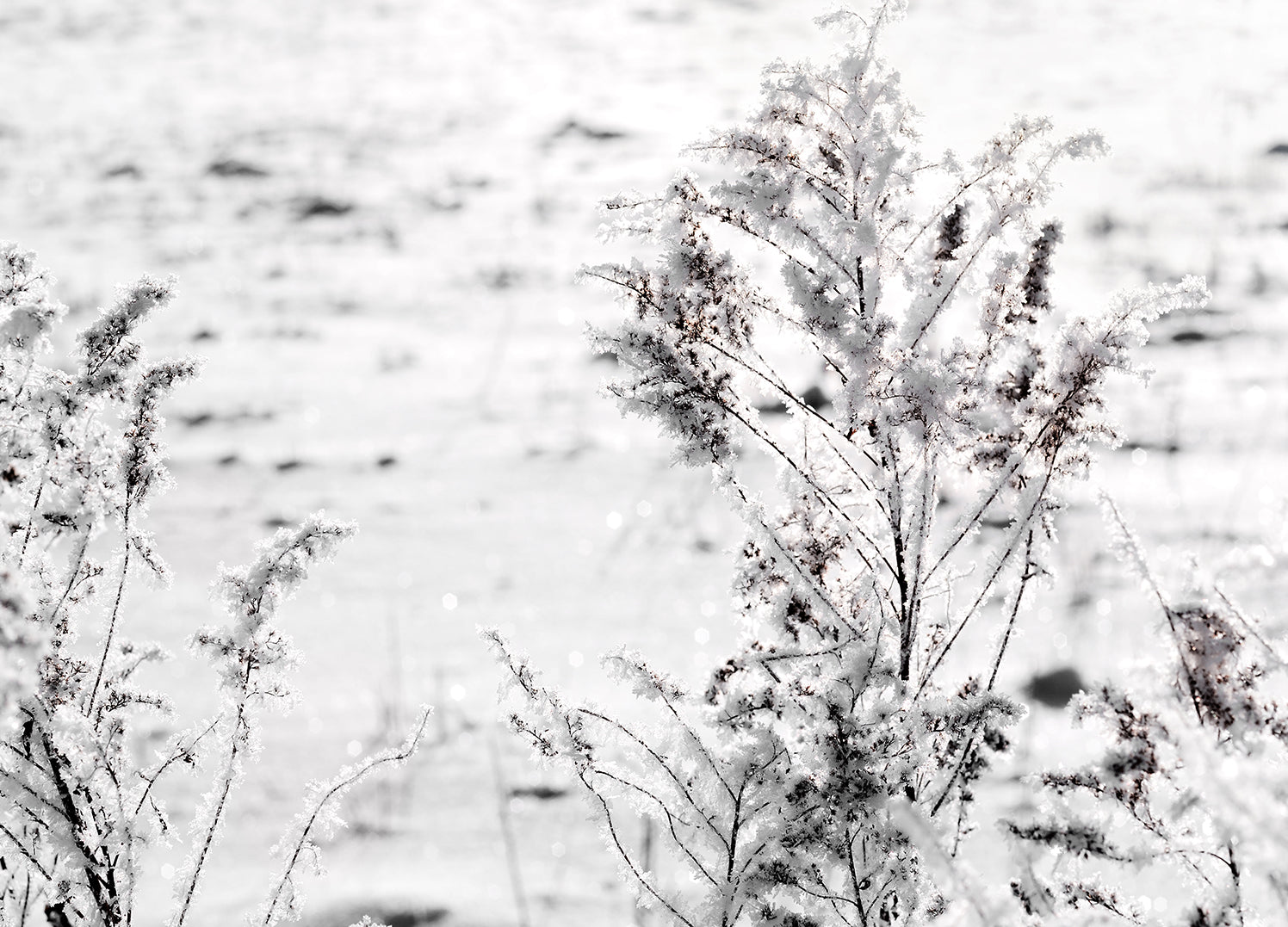Tavla - Snow Garden