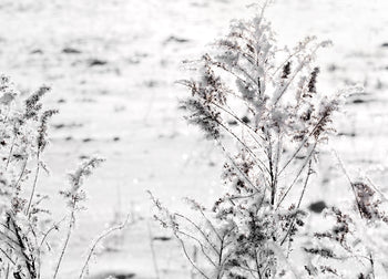 Tavla - Snow Garden