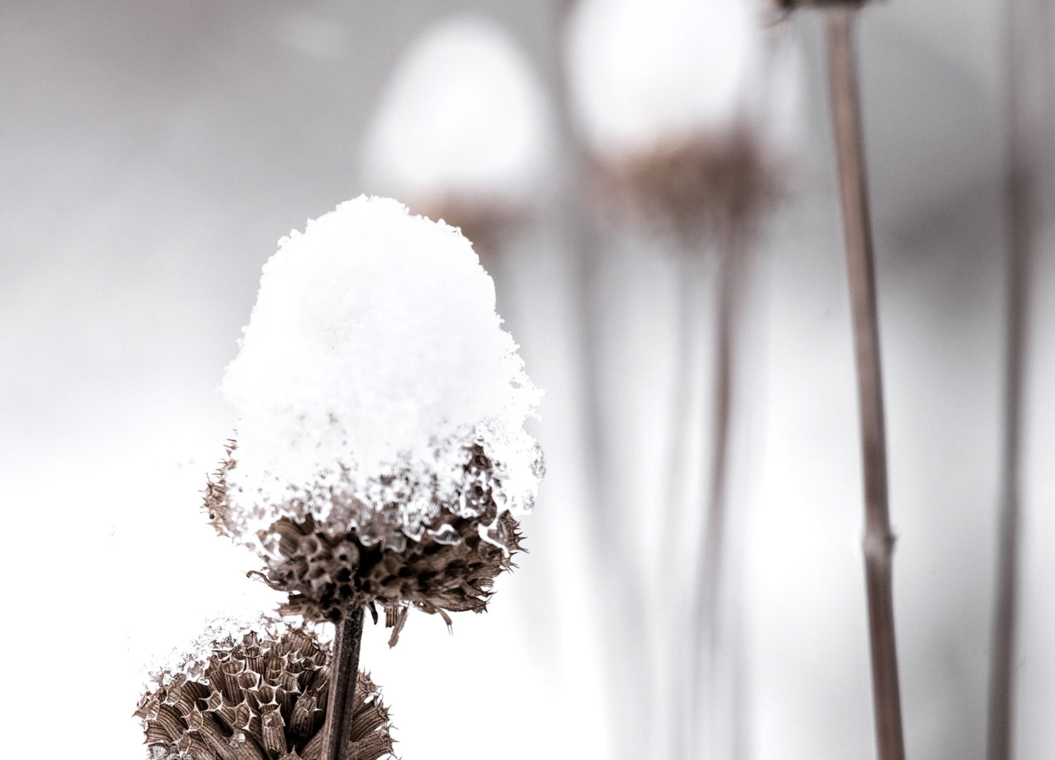 Tavla - Dandelions and Snow