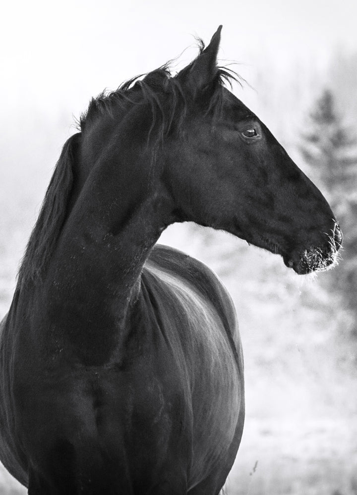 Tavla - Zorro